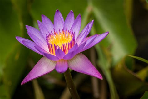 The Lotus Flower Free Stock Photo - Public Domain Pictures