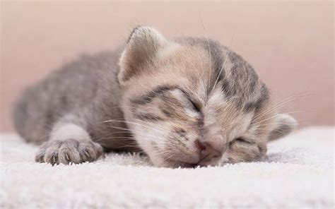 Newborn Kittens: Size, Growth, Development And Care