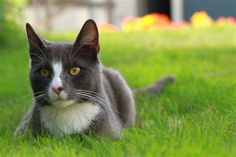 black and white short fur cat free image | Peakpx