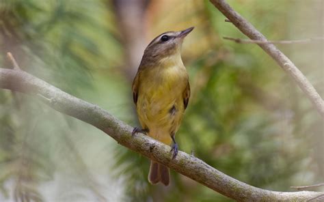 Philadelphia Vireo | Audubon Field Guide