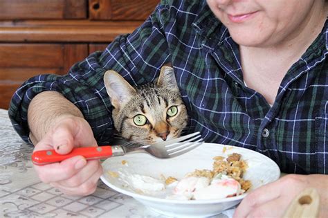 Watching My Mom Become a Cat Person (Cute Cat Story)