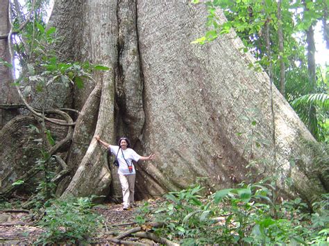 Giant Kapoc tree | The Kapok tree is an emergent tree of the… | Flickr