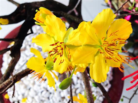 Blooming Yellow Apricot Blossoms | Apricot blossom, Beautiful flowers ...