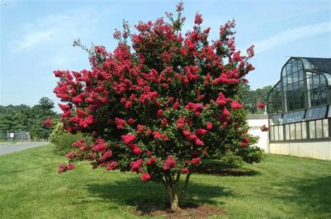 Dwarf Trees | Top Ten — PlantingTree