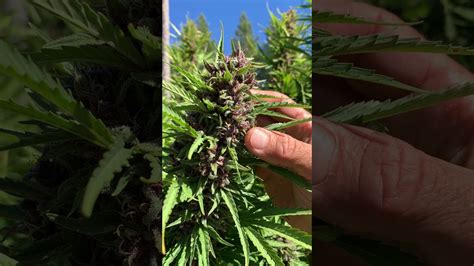 When Is Cannabis Flower Ready To Harvest? - YouTube