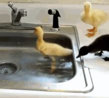 Ducks GIFs | Tenor