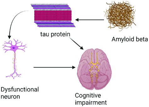 The biomarker cascade in AD starts with amyloid beta pathology. This ...