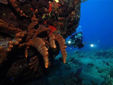 Saba: Scuba Diving and Adventure Travel