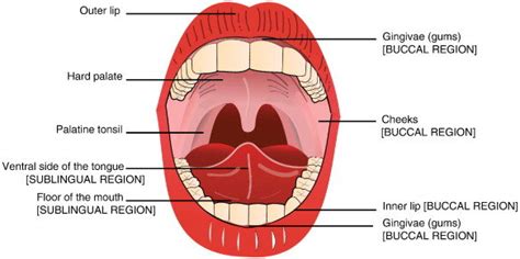 Labial Mucosa Anatomy