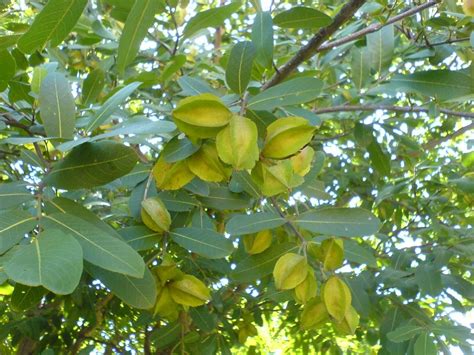 Arjuna tree and fruits | Ayurvedic herbs, Ayurvedic plants, Planting herbs