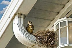 Residential Bird Removal