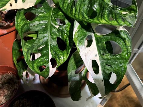 Monstera adansonii variegated Care - #1 Best Care Guide