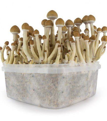 Extreme XL Magic Mushroom Grow Kit Mexican - Zativo