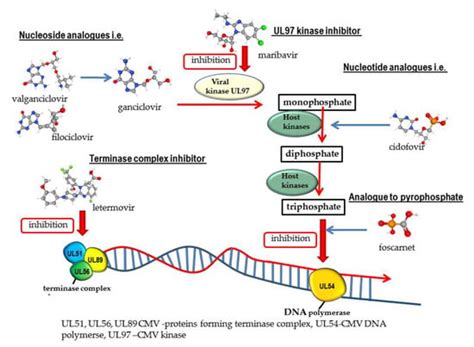 IJMS | Free Full-Text | 40 Years after the Registration of Acyclovir: Do We Need New Anti ...