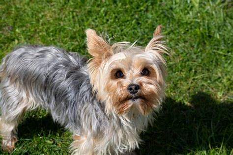 Yorkshire Terrier Dog Breed Facts & Information | Rover.com