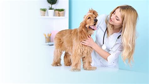 Best Dog Ear Cleaner Reviews in 2020 | Including Pros & Cons