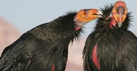 Condor Wingspan & Size: How Big Are They? - IMP WORLD