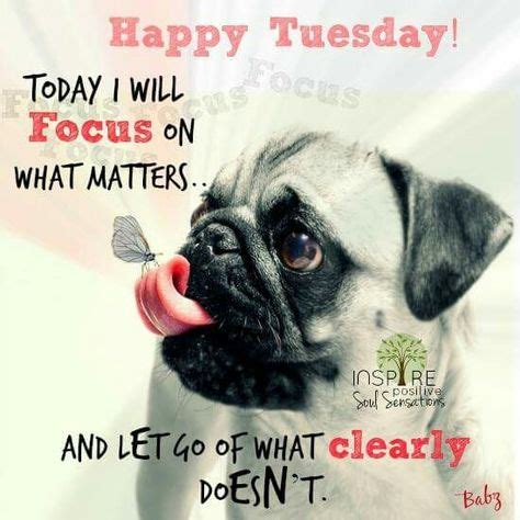 Happy Tuesday | Tuesday quotes, Happy tuesday quotes, Funny good morning memes