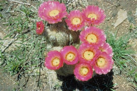 Free picture: barrel, cactus, flower, plant, cactaceae