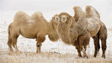 Incredible Facts About Bactrian Camels – Page 2 – Animal Encyclopedia