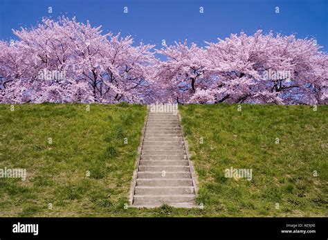 Cherry blossoms in spring in Ichinoseki Iwate Japan Stock Photo - Alamy