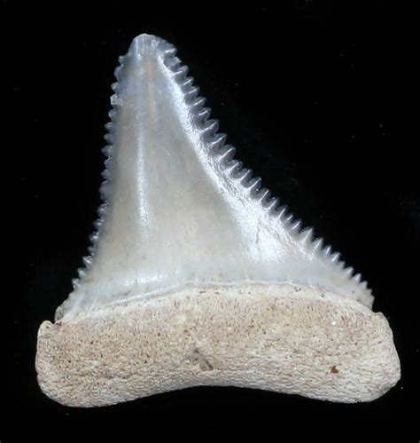 Beautiful, 1.11" Fossil Great White Shark Tooth - Florida For Sale ...