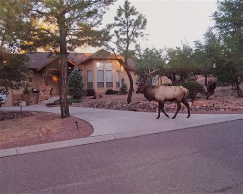 Star Valley, AZ Real Estate - Star Valley Homes for Sale | realtor.com®