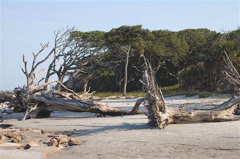 Visiting Beautiful Driftwood Beach, Jekyll Island, Georgia