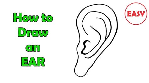 Ear Drawing | Free download on ClipArtMag