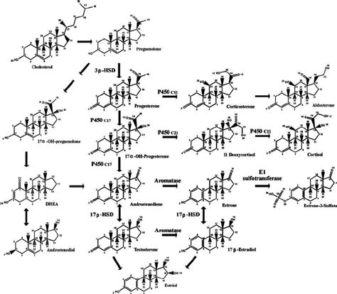 Schematic representation of the steroid biosynthesis pathway.... | Download Scientific Diagram