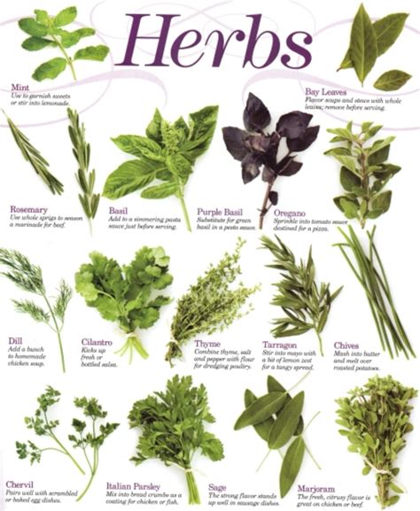 Cooking With Herbs - HubPages