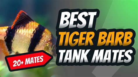 Best Tiger Barb Tank mates, 20+ #tigerbarbs #fishkeeping - YouTube