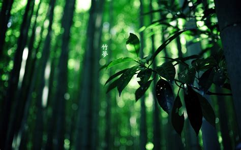 Wallpaper : plants, leaves, bamboo 2560x1600 - Dasert - 1212825 - HD ...