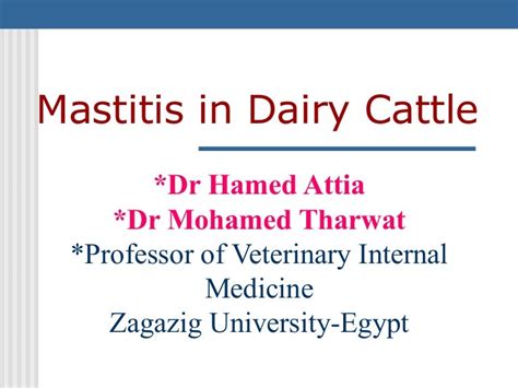 Mastitis in dairy cattle causes and treatment