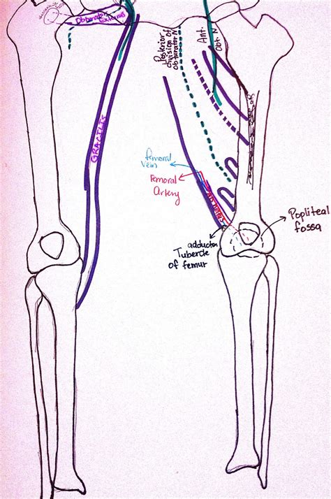 Boards part I visual help: Adductor hiatus