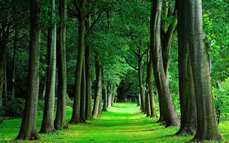 tree-wallpapers-free-nature-landscape-hd-forest-trees-tumblr ...