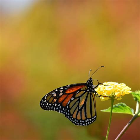 Monarch Butterfly Habitat Exchange | Environmental Defense Fund