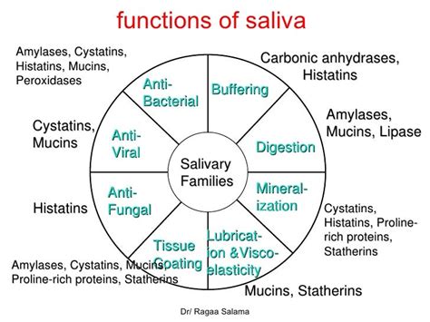 Composition Of Saliva 2010