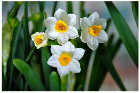 Flower Garden: زهرة النرجس Narcissus Flowers