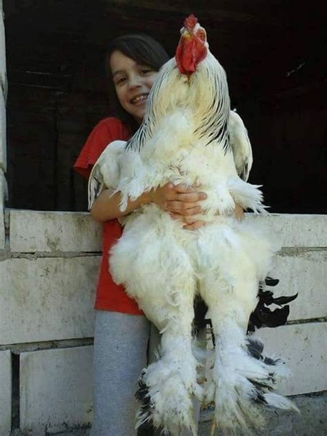 Pin by Amalie Poulsen on galo | Pet chickens, Fancy chickens, Beautiful chickens