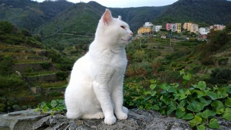 Italian White Cat Free Stock Photo - Public Domain Pictures