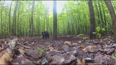 The bears are back in town | newscentermaine.com