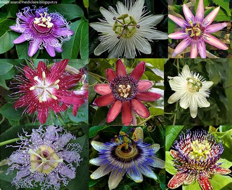 Interesting facts about passiflora | Just Fun Facts