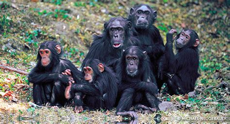 Flo, Flint, David and Goliath: The Famous Chimps of Gombe