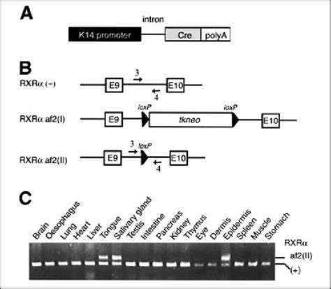 Characterization of Cre recombinase activity in K14-Cre transgenic ...