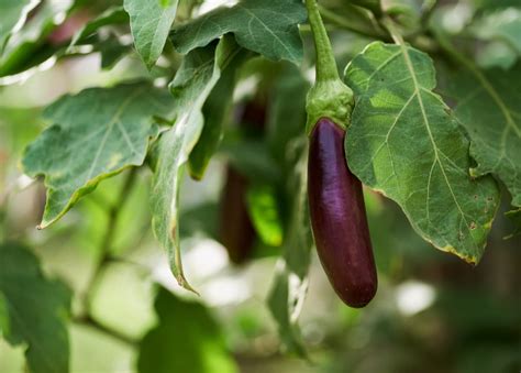 Damping Off Management in Eggplant: Symptoms, Treatment, Chemical, Biological, Natural, and ...