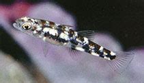 Image of Pandaka pygmaea (Dwarf pygmy goby)