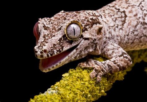 Golden Gecko - Learn About Nature