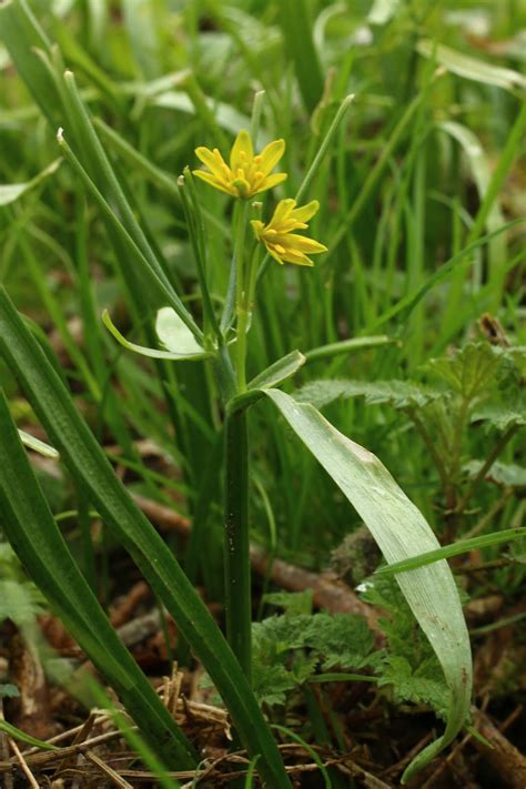 Hooky Natural History: Yellow Star-of Bethlehem (Gagea lutea)