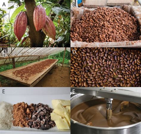 The process of making chocolate involves harvesting, fermentation,... | Download Scientific Diagram